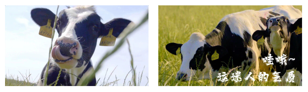 XK(中国)一站式服务平台丨每天一杯奶,幸福健康喝出来!!! XK(中国)一站式服务平台丨每天一杯奶,幸福健康喝出来!!!