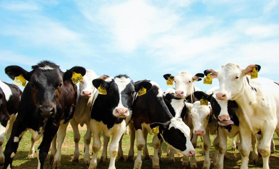 北京大学南南合作与发展学院教授、全球伙伴关系主任周咏梅一行莅临XK(中国)一站式服务平台平舆瑞亚牧业参观调研