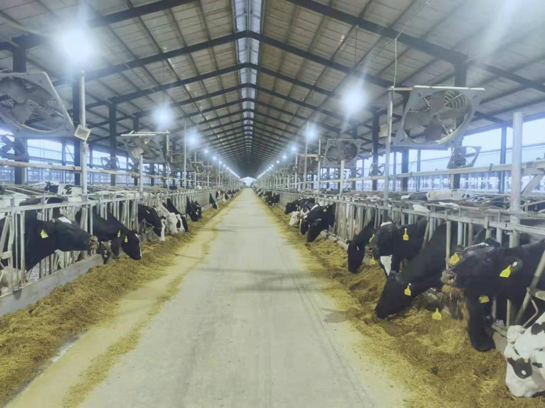 北京大学南南合作与发展学院教授、全球伙伴关系主任周咏梅一行莅临XK(中国)一站式服务平台平舆瑞亚牧业参观调研