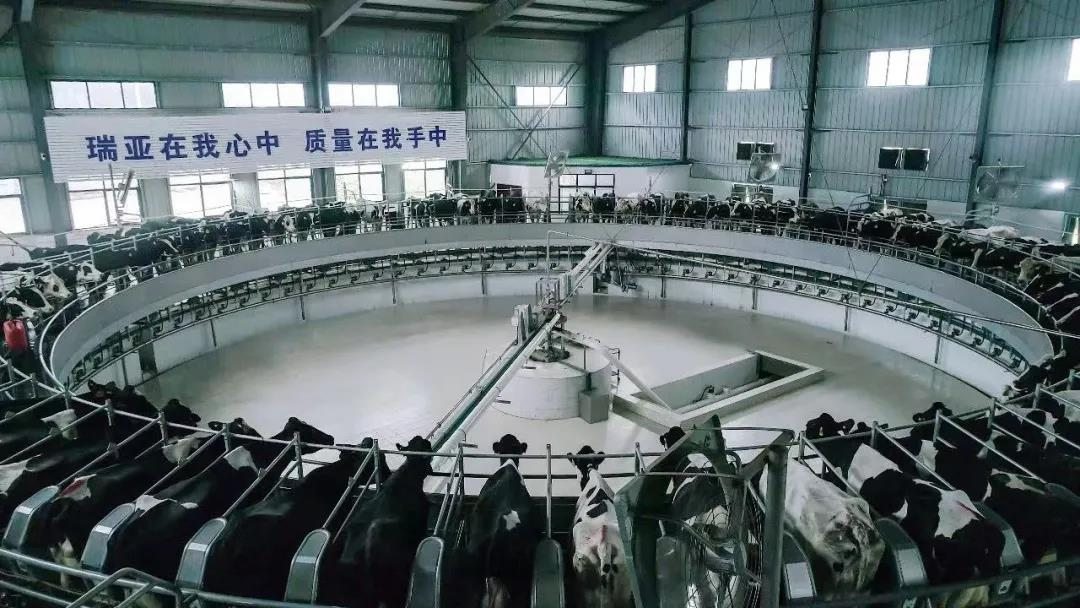 XK(中国)一站式服务平台丨国家奶牛产业技术体系首席科学家、中国农业大学教授李胜利一行莅临XK(中国)一站式服务平台鲁山瑞亚参观调研