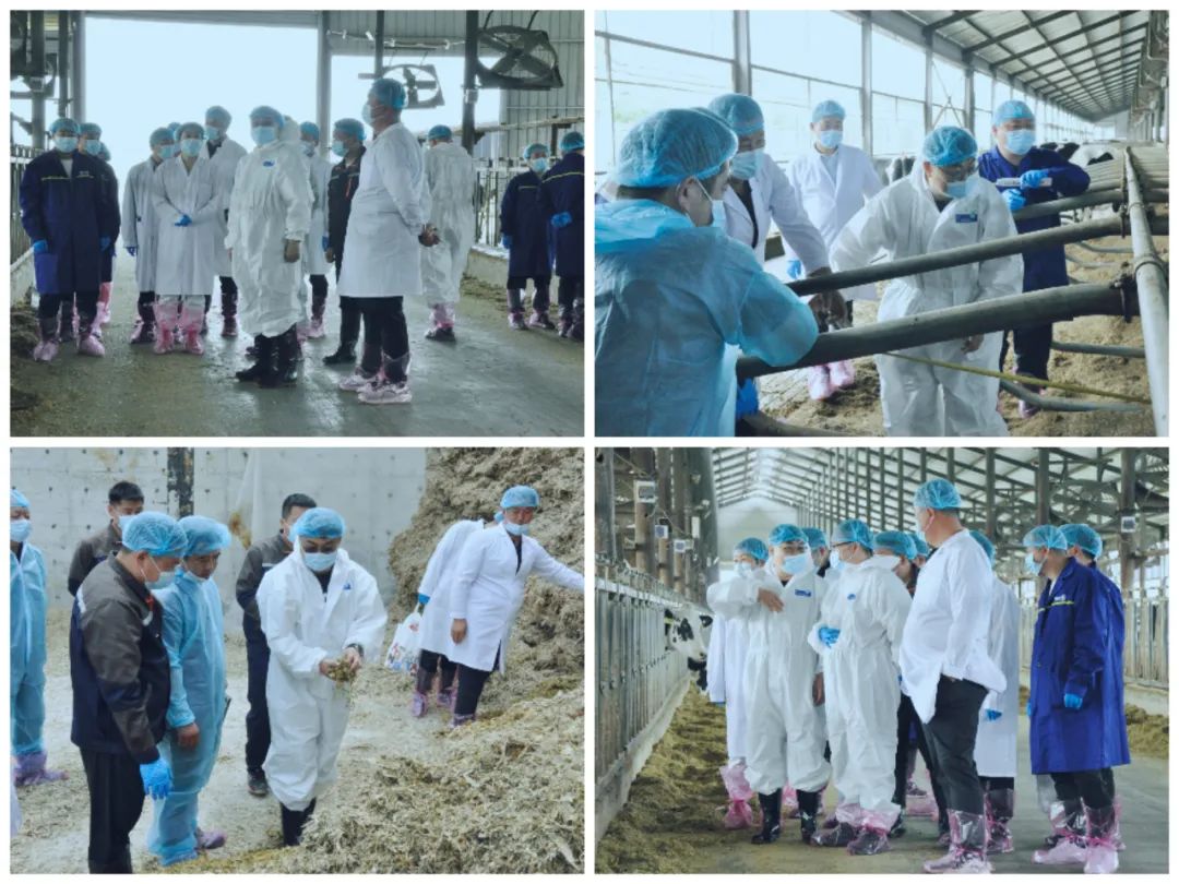 XK(中国)一站式服务平台丨国家奶牛产业技术体系首席科学家、中国农业大学教授李胜利一行莅临XK(中国)一站式服务平台鲁山瑞亚参观调研