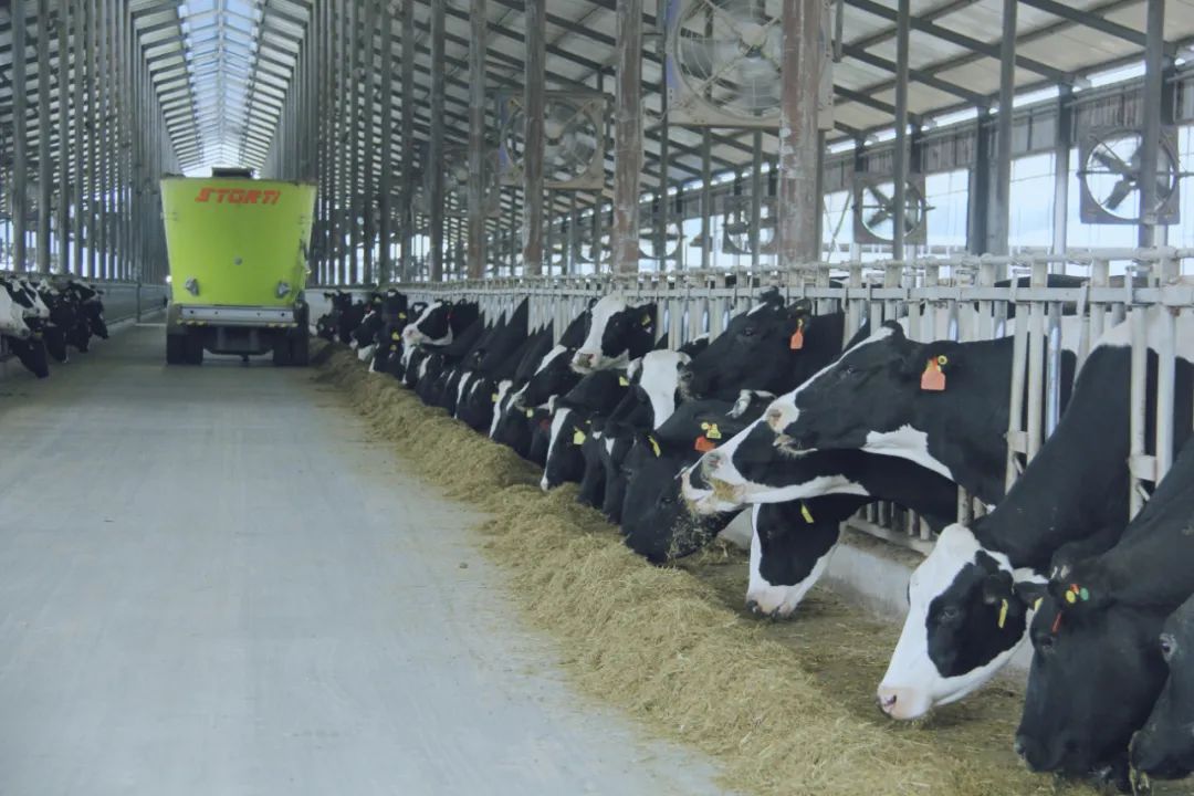 XK(中国)一站式服务平台丨驻马店市遂平县政协党组书记、主席张卫东一行莅临XK(中国)一站式服务平台鲁山瑞亚牧场参观