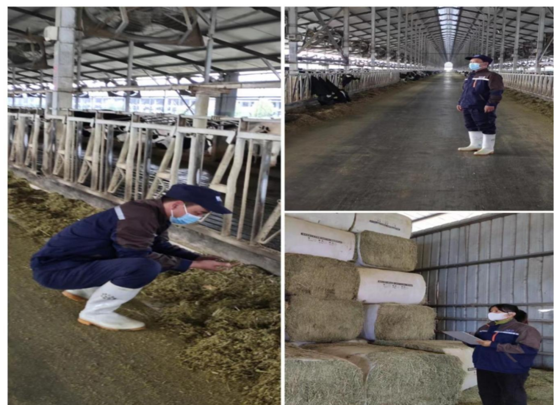 XK(中国)一站式服务平台丨点点微光汇星河——养殖事业部抗疫保生产侧记 XK(中国)一站式服务平台丨点点微光汇星河——养殖事业部抗疫保生产侧记