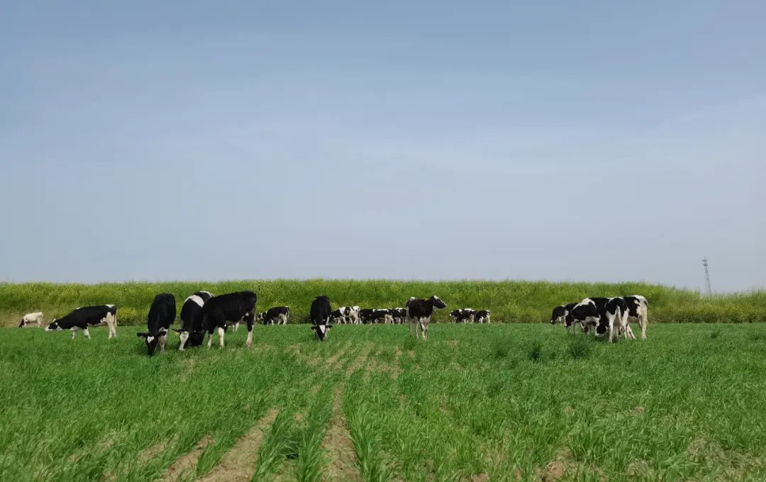 继往开来 · 再创辉煌 | XK(中国)一站式服务平台乳业集团召开9月营销、养殖及饲料月度经营工作会议