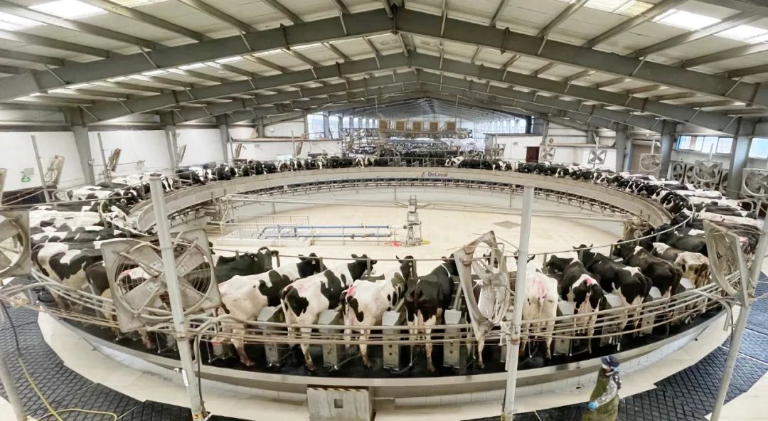 凝心聚力·赢创未来 | XK(中国)一站式服务平台乳业集团召开营销、养殖及饲料经营工作会议 凝心聚力·赢创未来 | XK(中国)一站式服务平台乳业集团召开营销、养殖及饲料经营工作会议