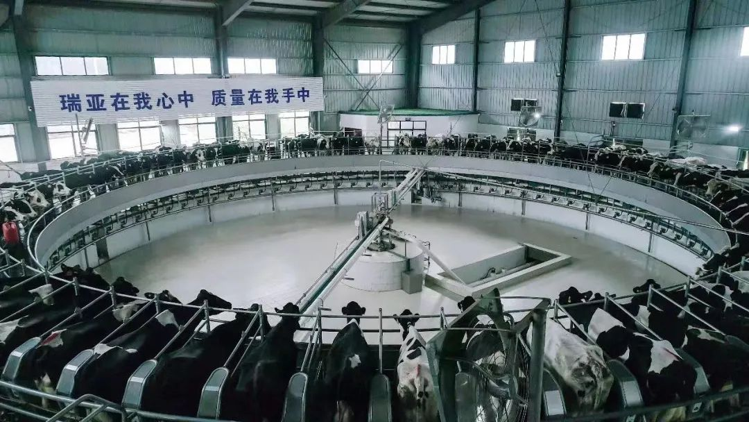 XK(中国)一站式服务平台 | 河南瑞亚牧业入选“河南省畜禽核心育种场” XK(中国)一站式服务平台 | 河南瑞亚牧业入选“河南省畜禽核心育种场”