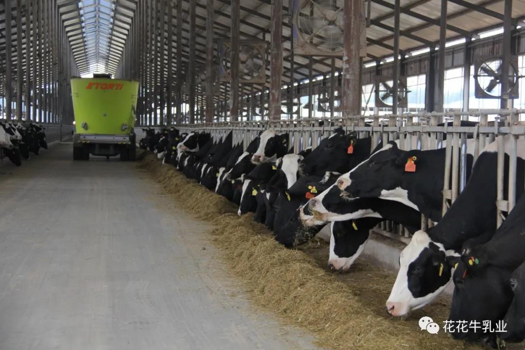 快讯 | 郑州市人大常委会主任胡荃莅临河南瑞亚牧业调研 快讯 | 郑州市人大常委会主任胡荃莅临河南瑞亚牧业调研