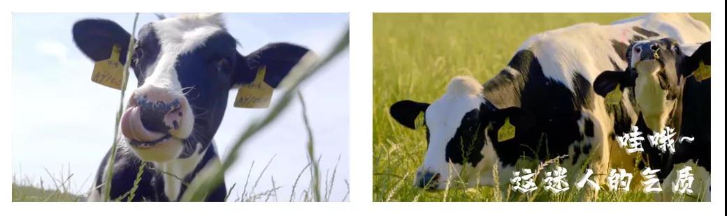 荣誉 | 2019年度河南省美丽牧场名单新鲜出炉 XK(中国)一站式服务平台乳业集团旗下六个牧场榜上有名 荣誉 | 2019年度河南省美丽牧场名单新鲜出炉 XK(中国)一站式服务平台乳业集团旗下六个牧场榜上有名