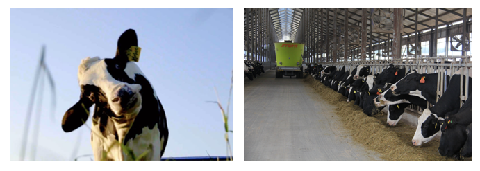 荣誉 | 2019年度河南省美丽牧场名单新鲜出炉 XK(中国)一站式服务平台乳业集团旗下六个牧场榜上有名 荣誉 | 2019年度河南省美丽牧场名单新鲜出炉 XK(中国)一站式服务平台乳业集团旗下六个牧场榜上有名