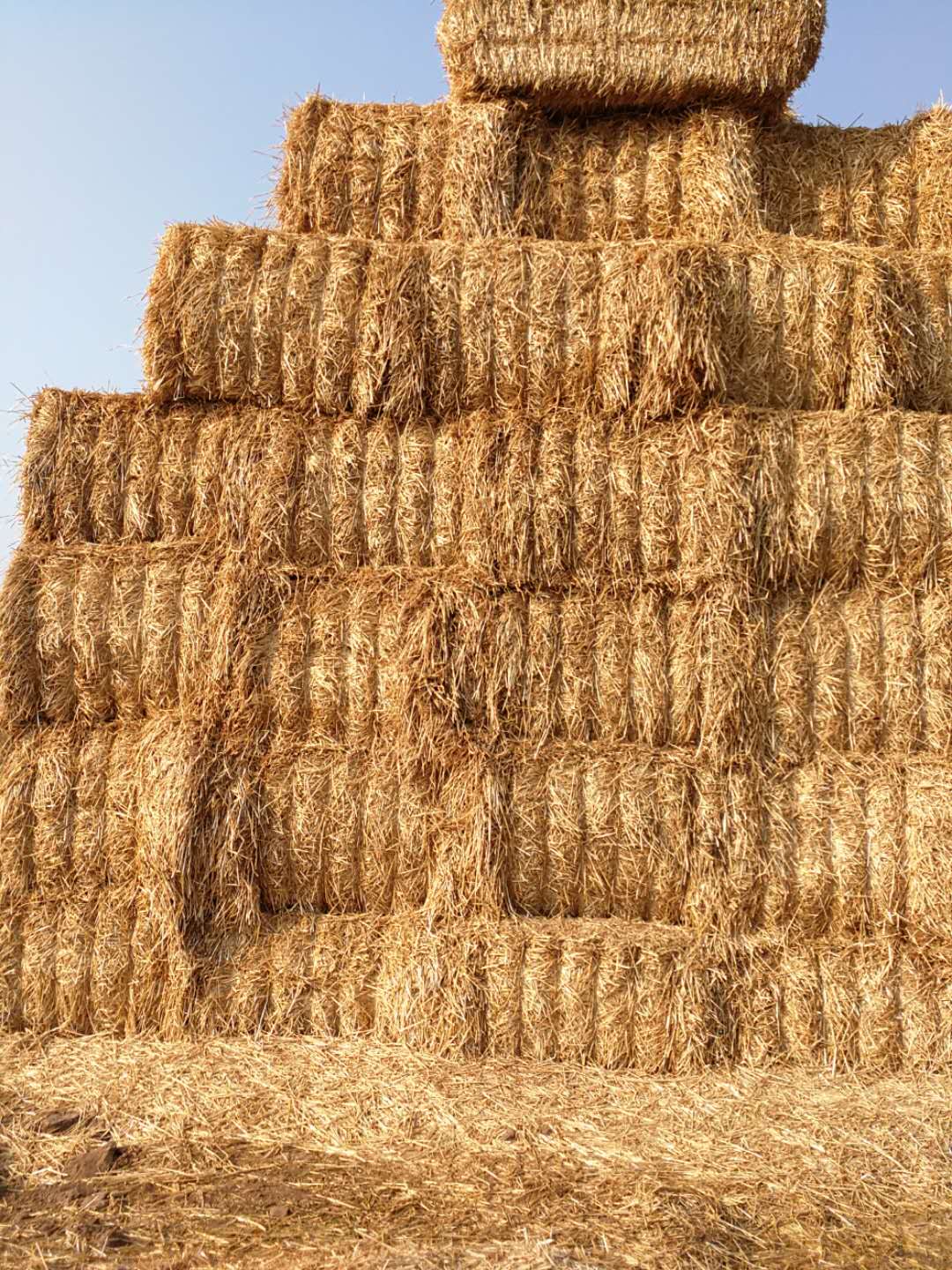 XK平台 2020年小麦秸秆订单采购信息 XK平台 2020年小麦秸秆订单采购信息