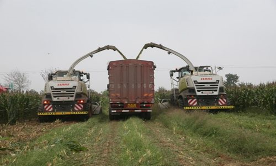 XK平台 2020年玉米青贮采购信息