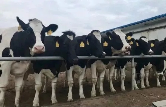 省委书记王国生到河南XK(中国)一站式服务平台乳业集团·新蔡瑞亚牧业有限公司调研 省委书记王国生到河南XK(中国)一站式服务平台乳业集团·新蔡瑞亚牧业有限公司调研