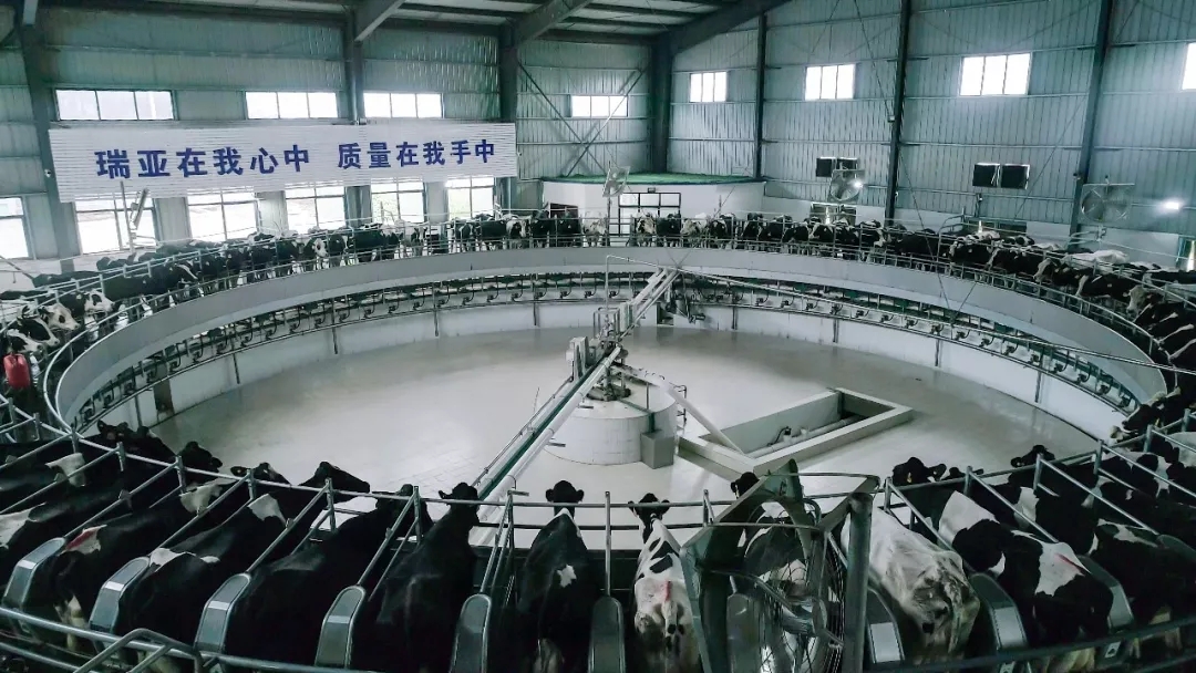 第31届中原畜牧业交易博览会 || XK(中国)一站式服务平台乳业集团获“河南省畜牧行业——最具影响力品牌”奖