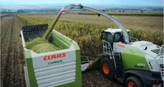 XK平台 2020年玉米青贮采购信息