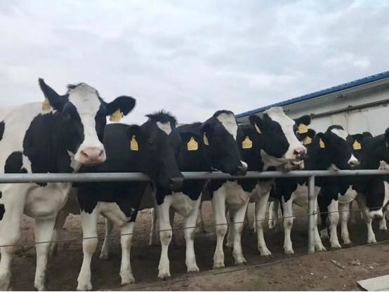 XK(中国)一站式服务平台乳业集团2019年花生秸秆招标公告